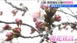 【ソメイヨシノ】桜 開花宣言！50万人超が魅せられる“日本三大夜桜” 高田城址公園の観桜会は3日から！新潟県上越市　|　新潟のニュース・天気｜BSN NEWS｜BSN新潟放送