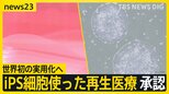 世界初の実用化へ iPS細胞を使った2つの再生医療製品 条件期限付きで承認　早ければ今夏にも【news23】|TBS NEWS DIG
