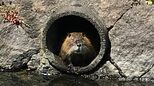 「なぜヌートリアは岡山県に多い？」広い干拓地、ため池、水田、温暖な気候…かつては「毛皮」として利用するため飼育場も|TBS NEWS DIG