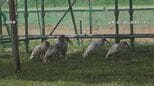 トキ10羽が「ソフトリリース」放鳥 飼育されていた18羽すべてが空へ 石川・羽咋市|TBS NEWS DIG