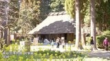 宮崎県総合博物館の民家園で春まつり|TBS NEWS DIG