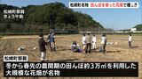 松崎町の名物田んぼを使った花畑で種まき=静岡・松崎町|TBS NEWS DIG