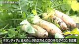 「味がしみシワシワ噛めば噛むほどおいしい」“へそ大根”作り ダイコンの収穫作業 宮城・丸森町 | 宮城のニュース│tbc NEWS│tbc東北放送