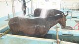 G1制覇のノットゥルノも 競走馬の「プール開き」泳いだ後は温泉のシャワー 福島・いわき市|TBS NEWS DIG