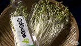 「幻の大豆」から栽培　黒千石もやしを収穫　青森県|TBS NEWS DIG