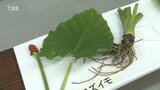 「口の中がかぶれた」7家族11人が口の痛み訴え 毒性あるクワズイモを誤って出荷販売 | 大分のニュース|OBS NEWS|大分放送