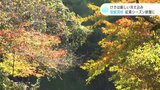 「独特な仁淀川のブルーがきれい」安居渓谷 紅葉シーズン終盤に | 高知のニュース・天気|KUTV NEWS | KUTVテレビ高知