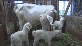 三つ子のヤギが誕生 かわいらしい仕草で地域に笑顔を届ける|TBS NEWS DIG