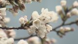 富山市の市街地で“あられ” サクラも耐える…31日も最高気温は9℃~10℃の予想 | 富山のニュース|天気・防災|チューリップテレビ