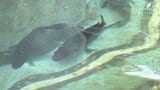 浜岡原発の運転停止から間もなく15年「幻の魚」クエの養殖に逆風...原発停止でボイラーまわす矛盾の日々　|　静岡のニュース | SBSNEWS | 静岡放送