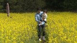 ６００万本菜の花が満開　山口県萩市|TBS NEWS DIG