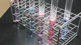 酸性?アルカリ性?組み合わせると色が変わる 自宅の身近なもので実験 【まだ間に合う自由研究(2)】|TBS NEWS DIG