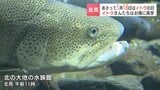 名字に「イトウ」が入れば入場料110円に！北海道・北見の水族館で“幻の魚”「イトウ」のイベント開催|TBS NEWS DIG