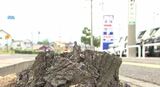 関連は？松本市でもビッグモーター店舗前の街路樹が枯れてなくなる…　長野|TBS NEWS DIG