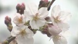 長崎で桜の開花発表 | 長崎のニュース | 天気 | NBC長崎放送