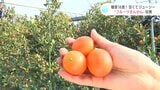 「ジューシーでおいしい!」糖度18度 そのまま食べられる“フルーツきんかん”収穫始まる | 高知のニュース・天気|KUTV NEWS | KUTVテレビ高知