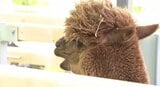 「アルパカ」「プレーリードッグ」「チンチラ」愛される動物をチョイス!!開園から100周年…リニューアルされた信州・小諸市動物園…ゴールデンウィークに来園者が増えたワケ|TBS NEWS DIG