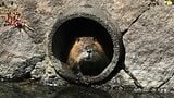 「なぜヌートリアは岡山県に多い?」広い干拓地、ため池、水田、温暖な気候…かつては「毛皮」として利用するため飼育場も|TBS NEWS DIG