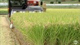 7月・8月の『猛暑』で青森県内の稲刈り早いペースで進む 進ちょく率は26%と過去10年で2番目の早さに 刈り遅れによる品質低下を防ぐため県が速やかな刈取りを呼びかけ | 青森のニュース│ATV NEWS│青森テレビ