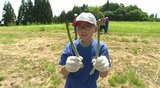 「採れたてはやっぱりうまい…」サラダにして鮮度の良さを実感、小学生が特産のアスパラガスの収穫体験と調理実習 | SBC NEWS | 長野のニュース | SBC信越放送