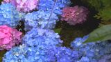 【映像】高林寺のアジサイ　福島・二本松市【カメラめせん⑩】　|　福島のニュース│TUF