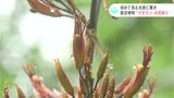 所有者も初めて見る光景に驚き 珍しい「マオラン」の花 高知県四万十市の広場に咲く | 高知のニュース・天気|KUTV NEWS | KUTVテレビ高知