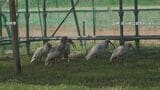トキ10羽が「ソフトリリース」放鳥 飼育されていた18羽すべてが空へ 石川・羽咋市　|　石川県のニュース｜MRO北陸放送