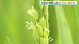 梅雨空に咲く小さな白い花　水田で「稲の花」が満開　熊本・天草市|TBS NEWS DIG