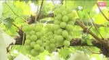 産地偽ってシャインマスカット発送した疑い…長野・須坂市「ふるさと納税」返礼品問題…和歌山県の業者と代表の55歳男性が書類送検…山形県産シャインマスカット約4000キロを須坂市産と記載した箱に入れて発送か|TBS NEWS DIG