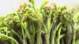 とろっとした食感が特徴の山の幸「西わらび」の出発式 岩手・西和賀町|TBS NEWS DIG