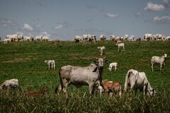 中国の牛肉輸入制限、ブラジル食肉業界に打撃－EUリスクにも直面| TBS CROSS DIG with Bloomberg