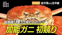 【LIVE 11/9 19:00~】石川県産ズワイガニ「加能ガニ」初競り 最高峰「輝」は現れるのか? 金沢港から生中継|TBS NEWS DIG