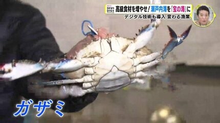 1キロあたり1万8000円のカニに「幻の魚」も! 高級食材が豊富な瀬戸内 1キロあたり1万8000円のカニに「幻の魚」も! 高級食材が豊富な瀬戸内