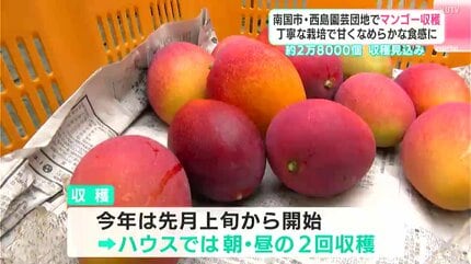 去年より2000個増の2.8万個！南国市・西島園芸団地で“濃厚な甘み