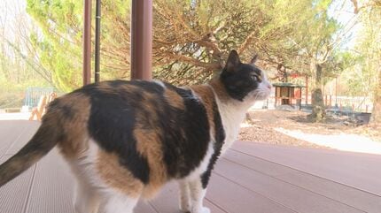 嬉しい楽しい大好きが一杯(ΦωΦ)ここから検索　猫　#みんな集まれネコの森　日本 自由気ままにネコが過ごす 秋吉台サファリランドに「ねこ村」オープン