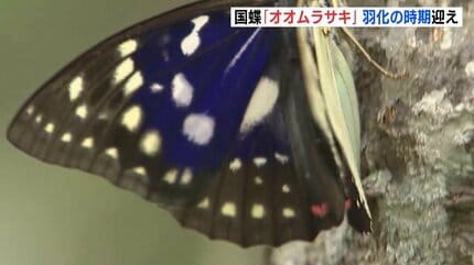 国蝶「オオムラサキ」が羽化の時期迎え 美しい姿を間近に 広島県府中市