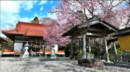 震災復興の願いを込めて埼玉から贈られた「熊谷桜」海沿いの神社を彩る