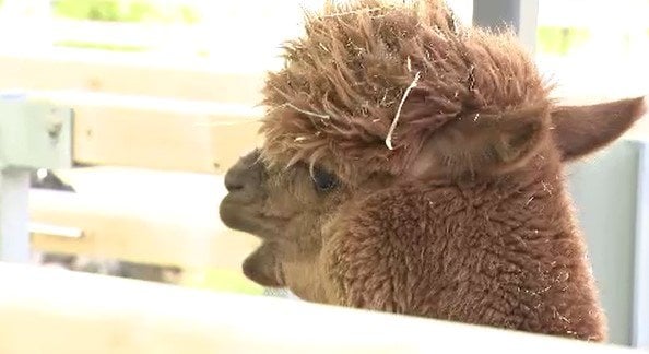 「アルパカ」「プレーリードッグ」「チンチラ」愛される動物をチョイス！！開園から100周年…リニューアルされた信州・小諸市動物園…ゴールデンウィークに来園者が増えたワケ　|　SBC NEWS | 長野のニュース | SBC信越放送