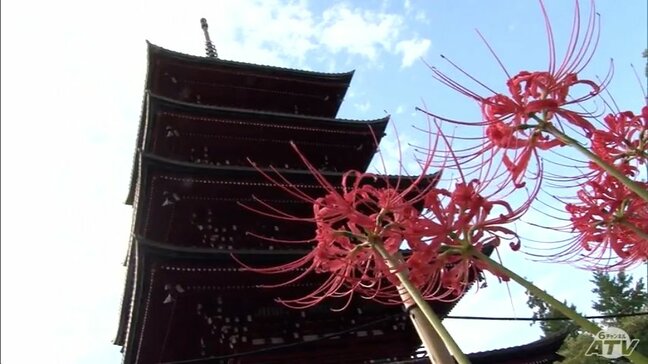 五重塔と「ヒガンバナ」真っ赤な花をより際立たせ 青森県弘前市「最勝院」の境内で見頃に |TBS NEWS DIG