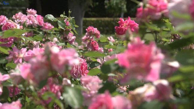 滝沢総合公園バラ園で色とりどりのバラ見ごろに　岩手・滝沢市|TBS NEWS DIG