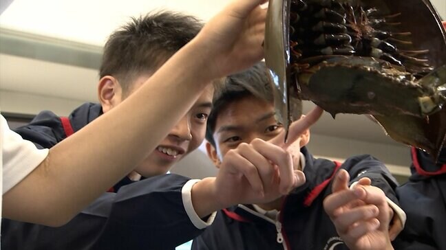 生きた化石「カブトガニ」が香川県で漁師の網に　さっそく高校で教材に特別授業　今後は水族館で飼育展示へ【香川】|TBS NEWS DIG