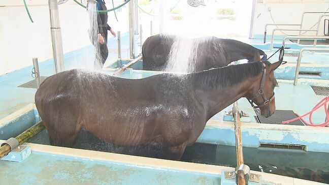 G1制覇のノットゥルノも　競走馬の「プール開き」泳いだ後は温泉のシャワー　福島・いわき市|TBS NEWS DIG