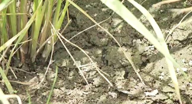 「稲が死んだよう」奥能登を襲う水不足…記録的な少雨と震災のダブルパンチで農業用水が枯渇 コメの品質低下に懸念広がる|TBS NEWS DIG