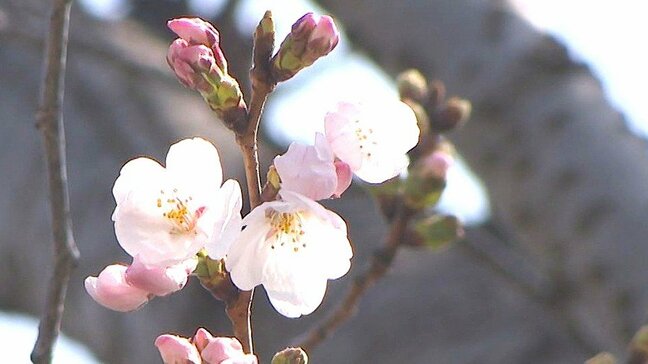 大分で桜の開花発表　平年より1日遅れ、去年より5日早まる|TBS NEWS DIG