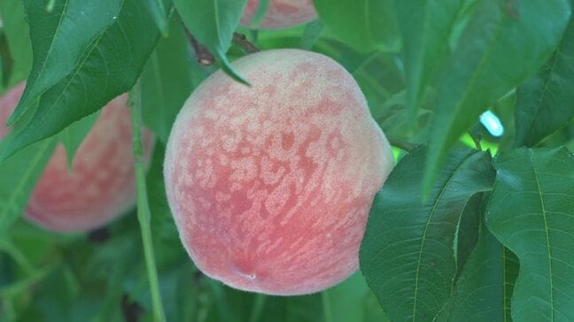山梨県甲州市でハウスもも「さくひめ」が初収穫|TBS NEWS DIG