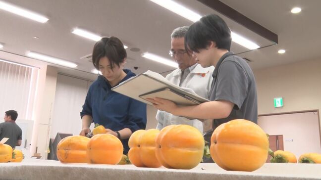 島根県が全国トップクラスの生産量を誇る渋柿「西条柿」　産地の出雲市では、春先の低温で花の芽が枯れるなどして販売量は去年の半分の見込み|TBS NEWS DIG