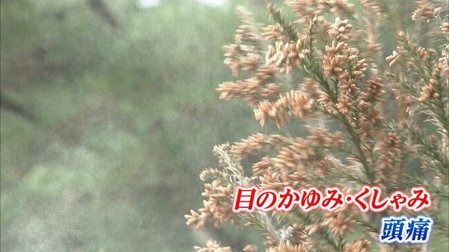 スギ花粉は条件によっては100km以上飛ぶ!花粉症を悪化させる「PM2.5」とは?【前編】|TBS NEWS DIG