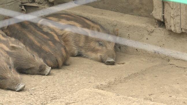 4匹の「ウリ坊」走って・遊んで時にはみんなでぐっすり…　愛くるしい姿でのんびり・すくすくと|TBS NEWS DIG