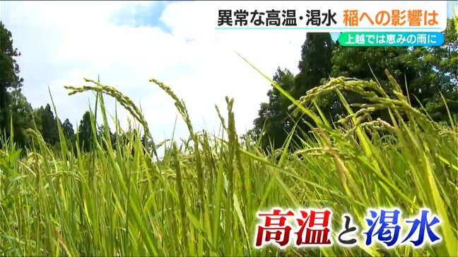 「40日ぶりの雨で少しは持ち直したものの…」上越市で高温と渇水による稲の被害を調査|TBS NEWS DIG