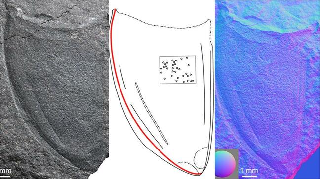 九州初！恐竜時代の昆虫化石　長崎市と上天草市で発見　27日から一般公開|TBS NEWS DIG